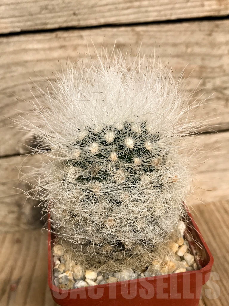 SHPR8940 Neoporteria senilis, Combarbala, Chile