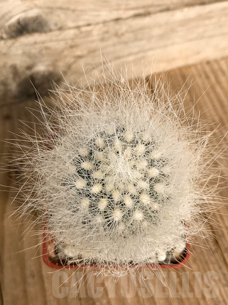 SHPR8940 Neoporteria senilis, Combarbala, Chile - Image 3