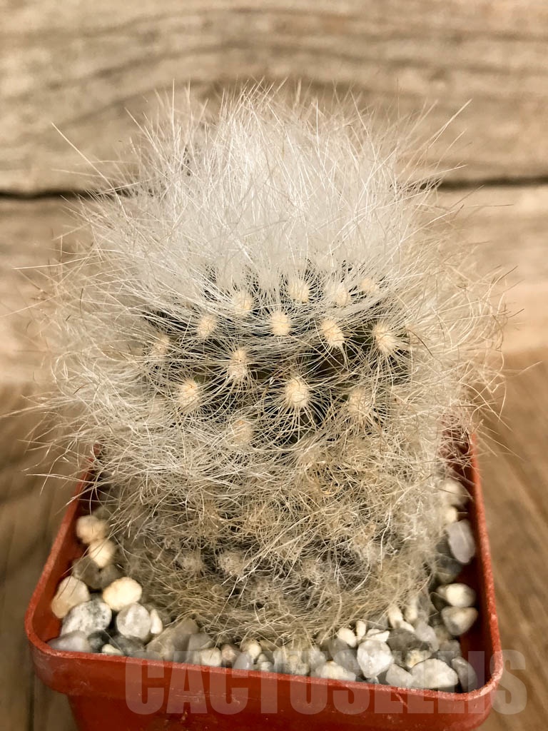 SHPR8940 Neoporteria senilis, Combarbala, Chile - Image 4