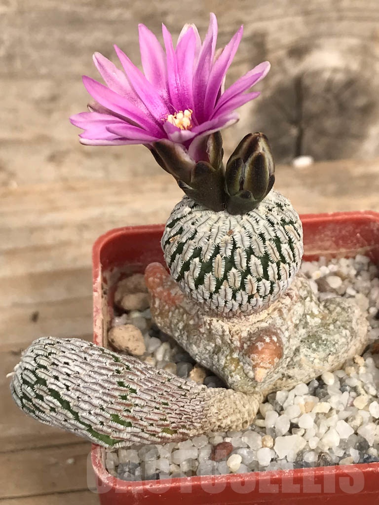 SHPR8960 Turbinicarpus pseudopectinatus f. rubriflorus