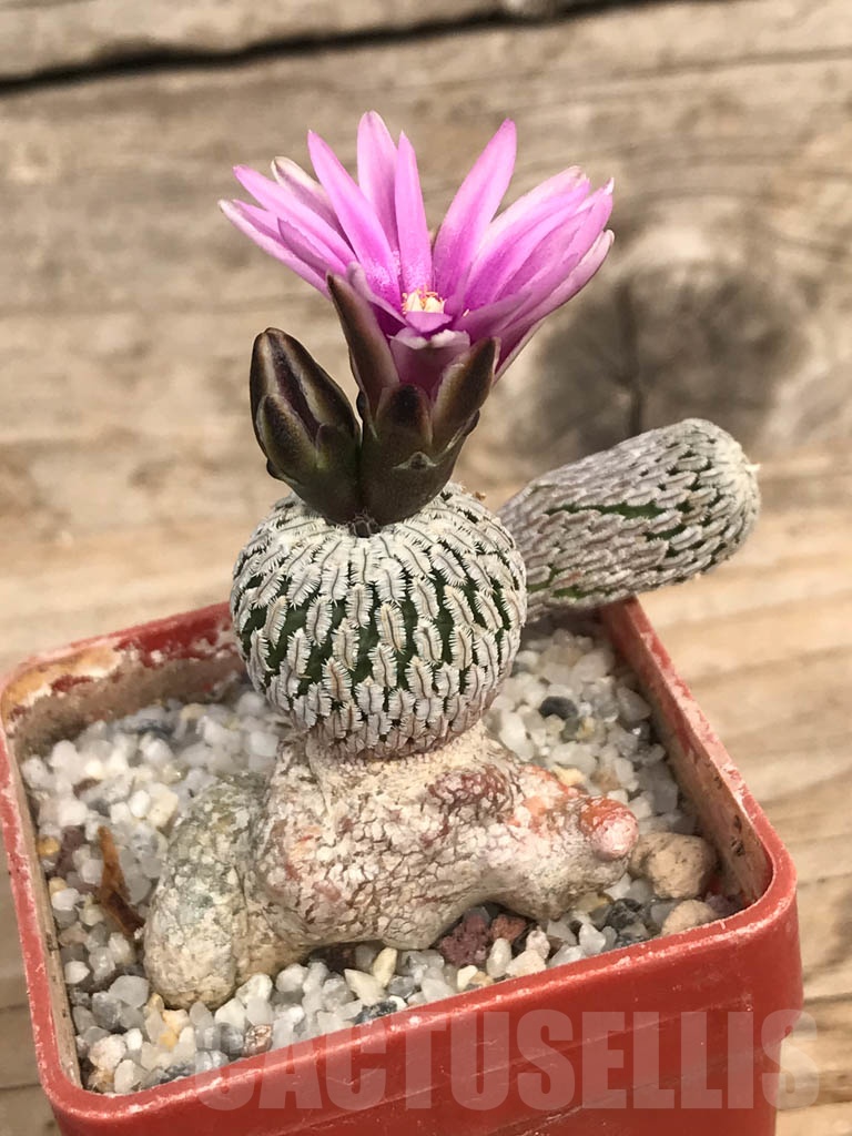 SHPR8960 Turbinicarpus pseudopectinatus f. rubriflorus - Image 3