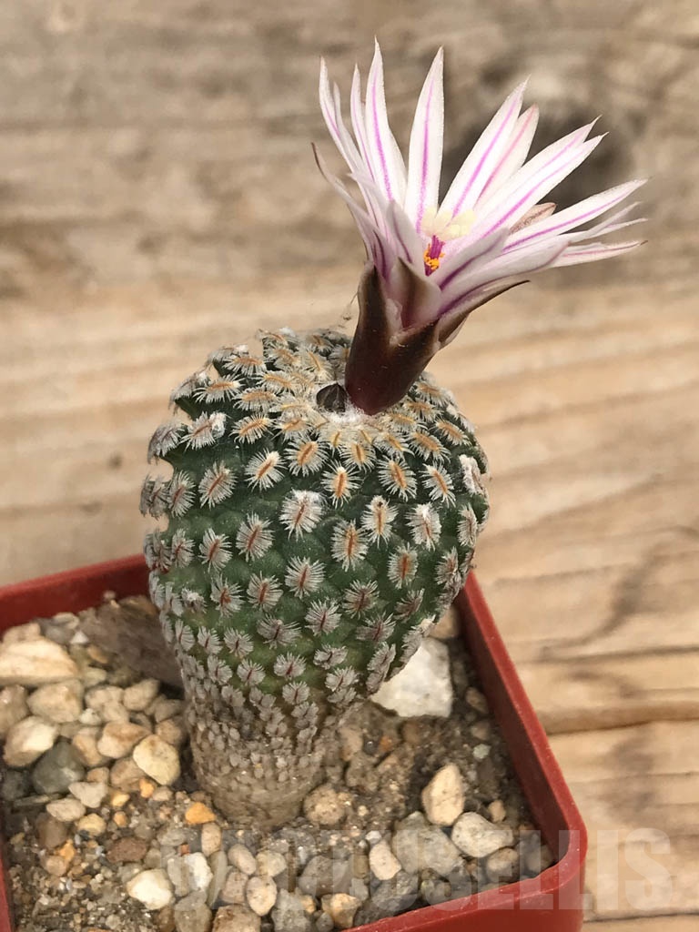 SHPR8961 Turbinicarpus pseudopectinatus