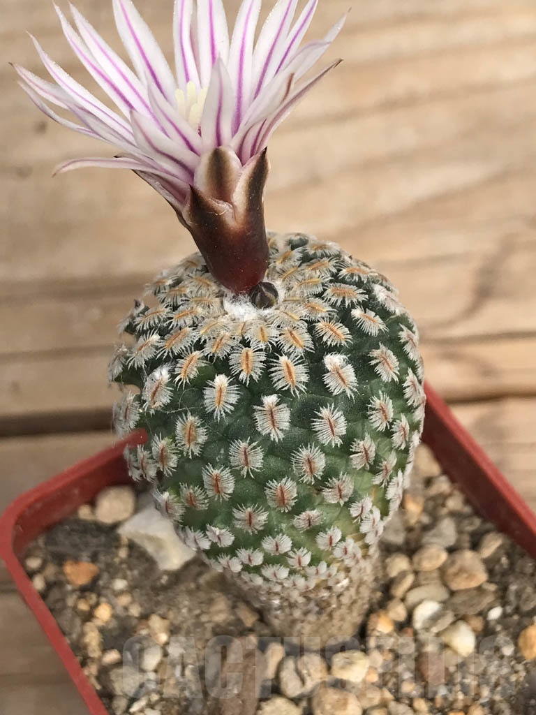 SHPR8961 Turbinicarpus pseudopectinatus - Obrázek 3