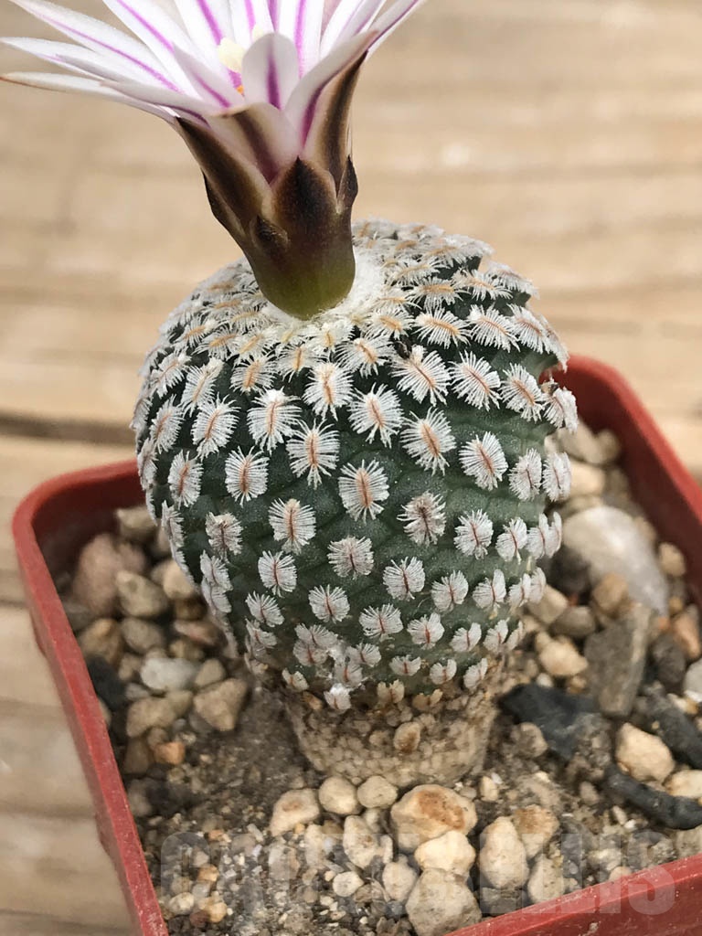 SHPR8961 Turbinicarpus pseudopectinatus - Obrázek 4