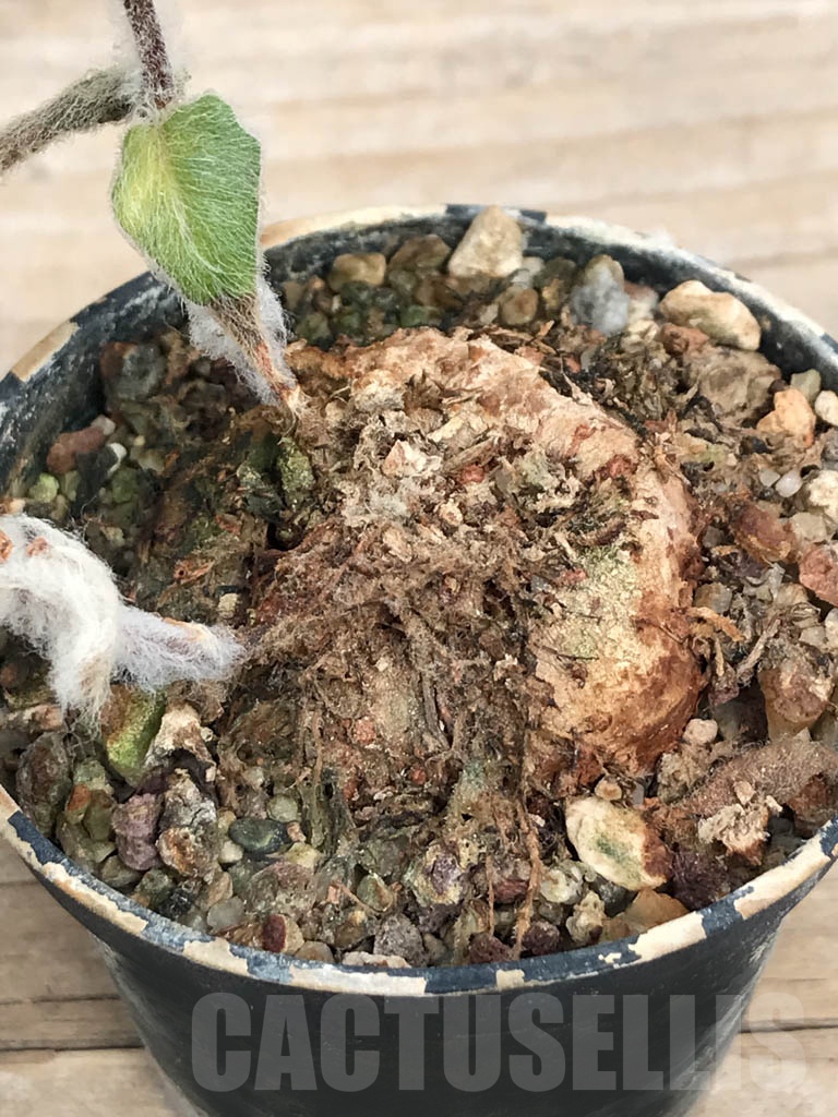 SHPR8965 Sinningia leucotricha – Image 2