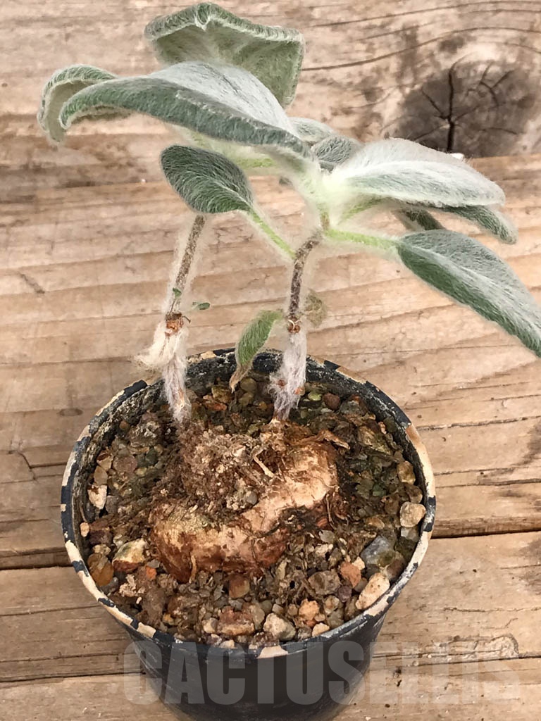 SHPR8965 Sinningia leucotricha