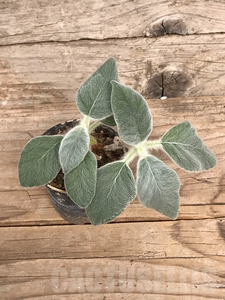 SHPR8965 Sinningia leucotricha – Image 4