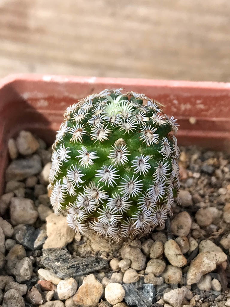 SHPR8990 Mammillaria hernandezii, own roots - Image 2