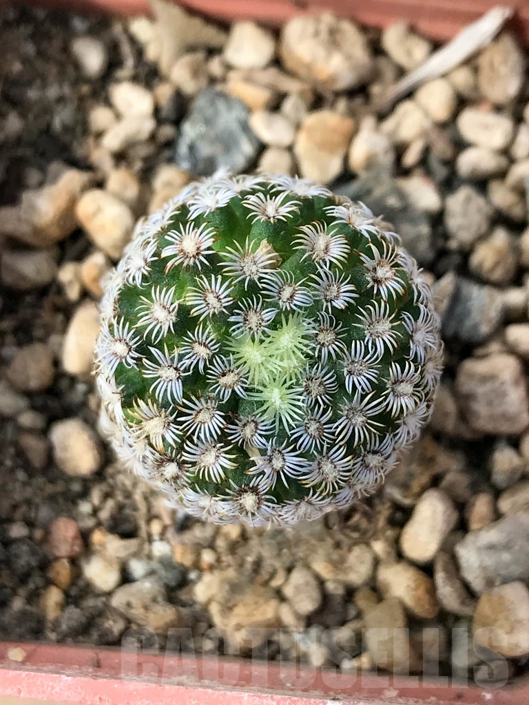 SHPR8990 Mammillaria hernandezii, own roots - Image 3