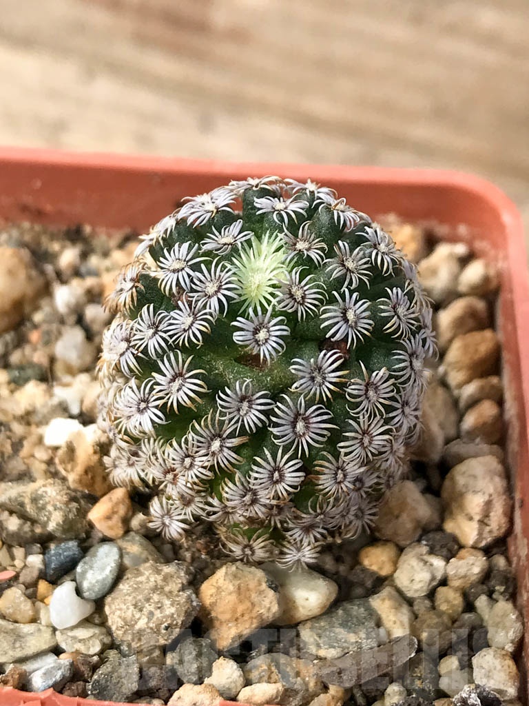 SHPR8990 Mammillaria hernandezii, own roots