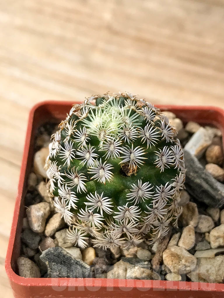 SHPR8990 Mammillaria hernandezii, own roots - Image 5