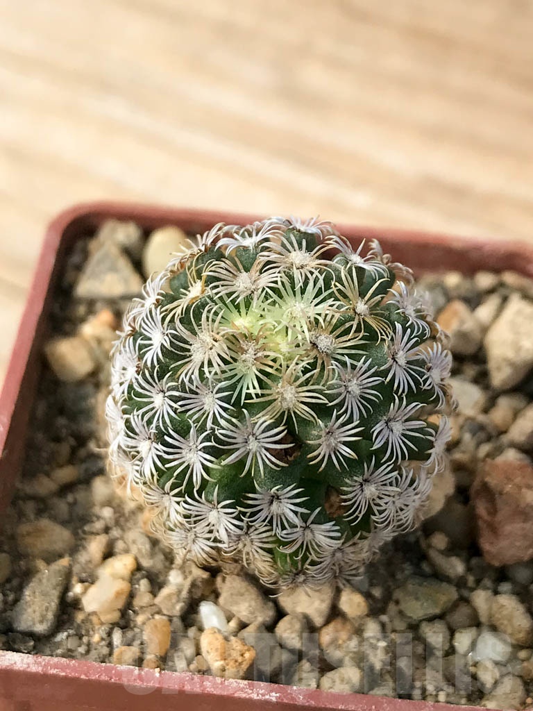 SHPR8990 Mammillaria hernandezii, own roots - Image 6