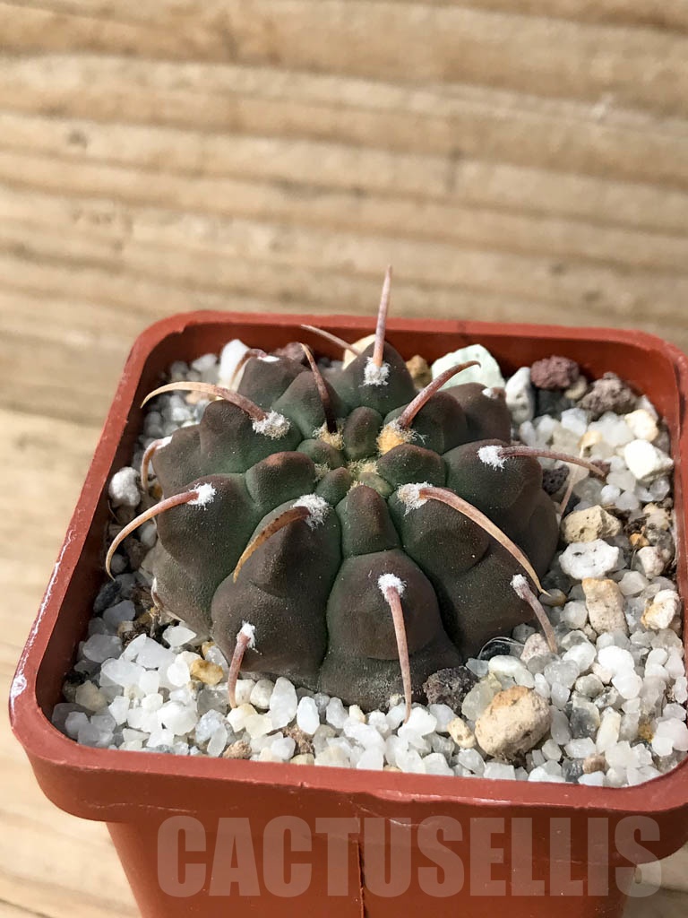 SHPR8992 Gymnocalycium vatteri single spine - Image 2