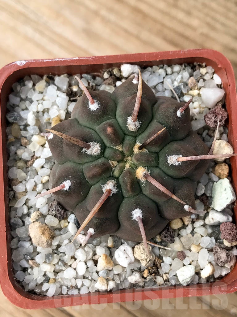 SHPR8992 Gymnocalycium vatteri single spine