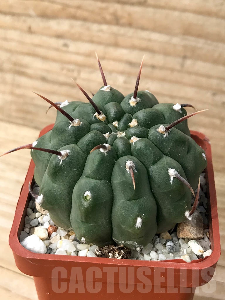 SHPR8994 Gymnocalycium vatteri single spine - Image 2
