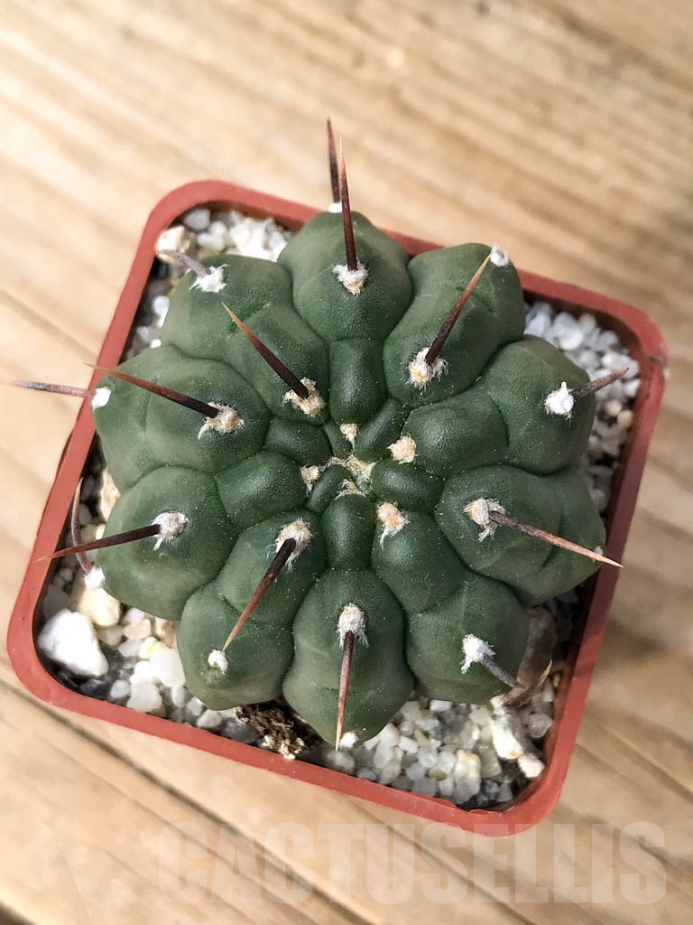 SHPR8994 Gymnocalycium vatteri single spine