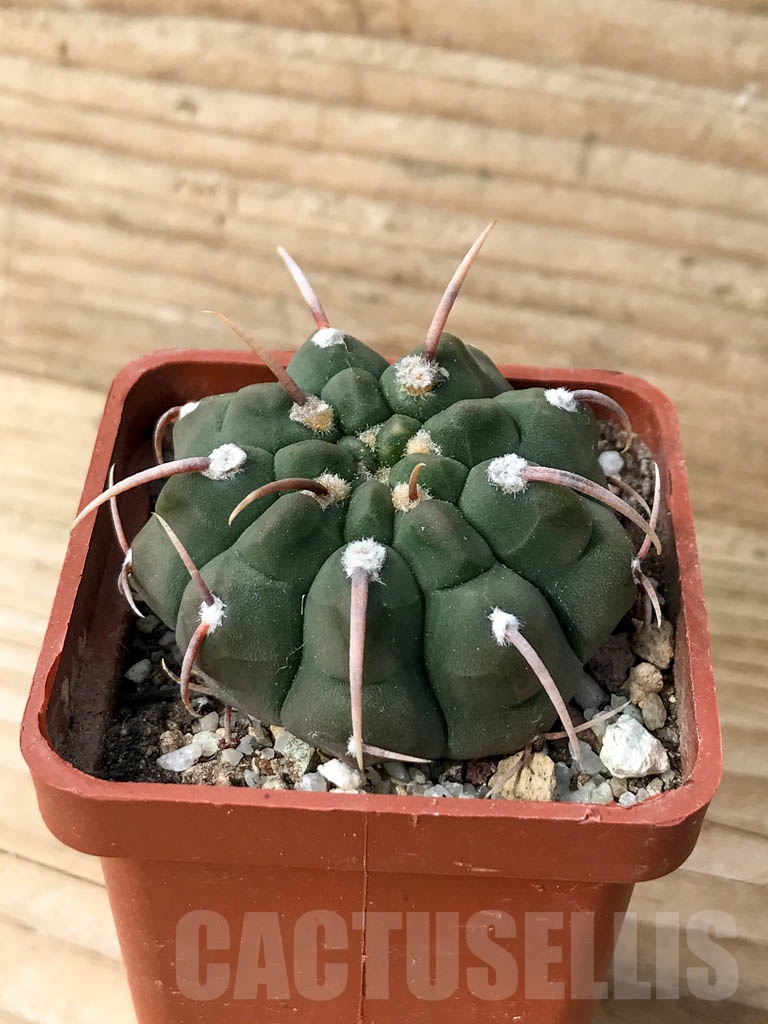 SHPR8995 Gymnocalycium vatteri single spine - Image 2