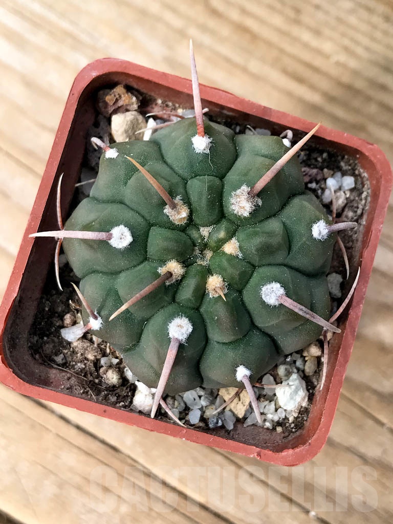 SHPR8995 Gymnocalycium vatteri single spine