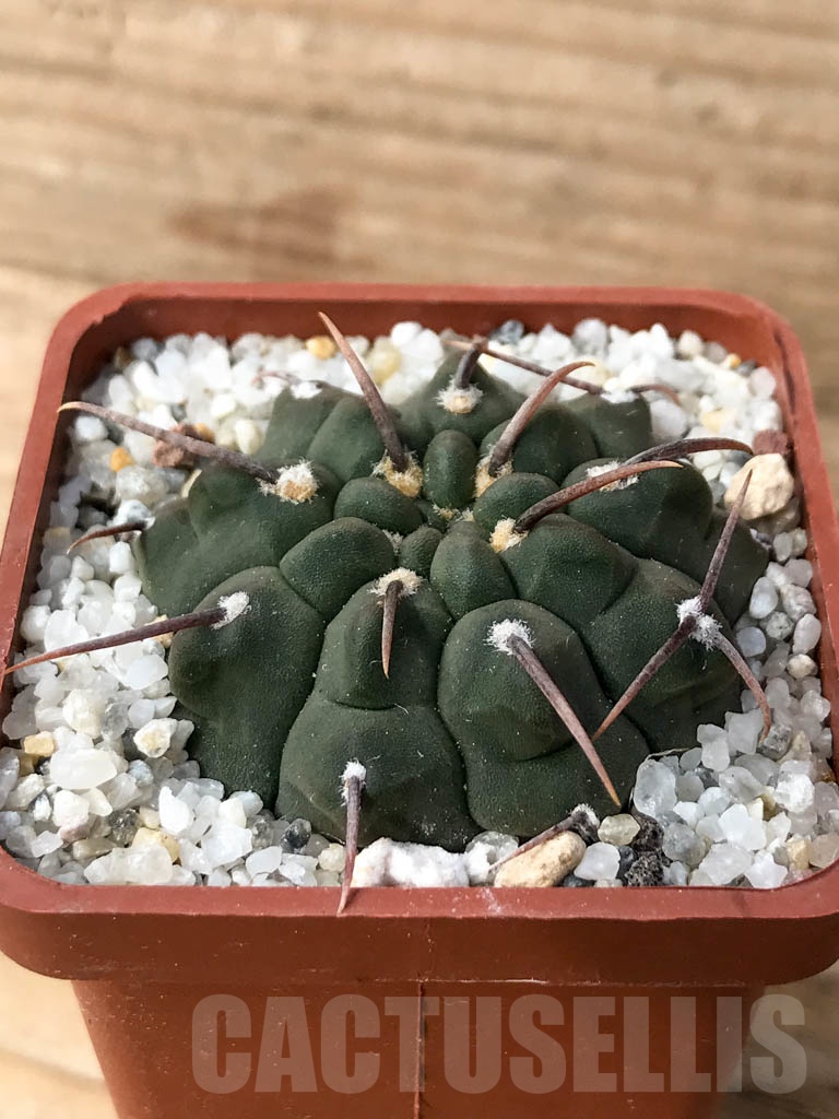 SHPR8997 Gymnocalycium vatteri single spine - Image 2