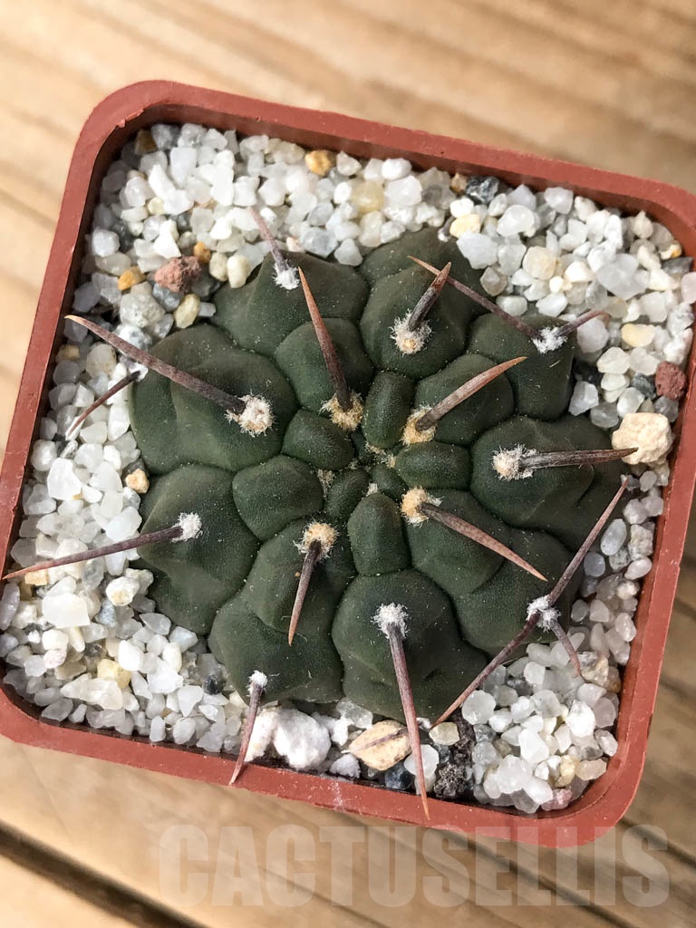 SHPR8997 Gymnocalycium vatteri single spine