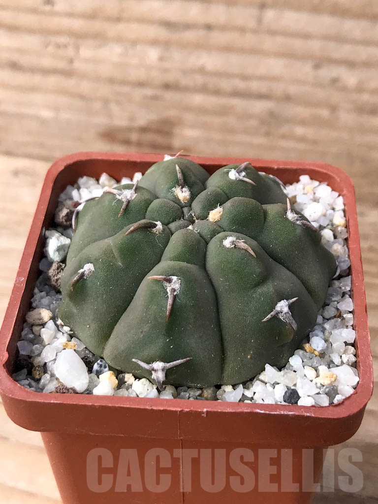 SHPR9000 Gymnocalycium vatteri 'Unguispinum' – Image 2
