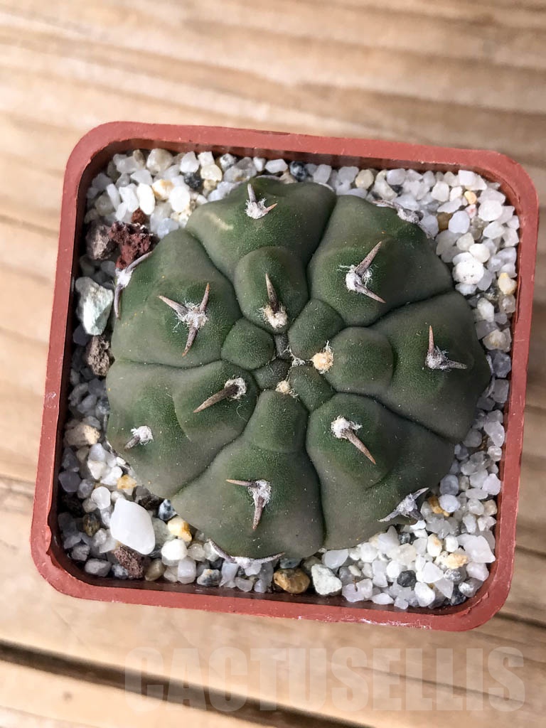 SHPR9000 Gymnocalycium vatteri 'Unguispinum'