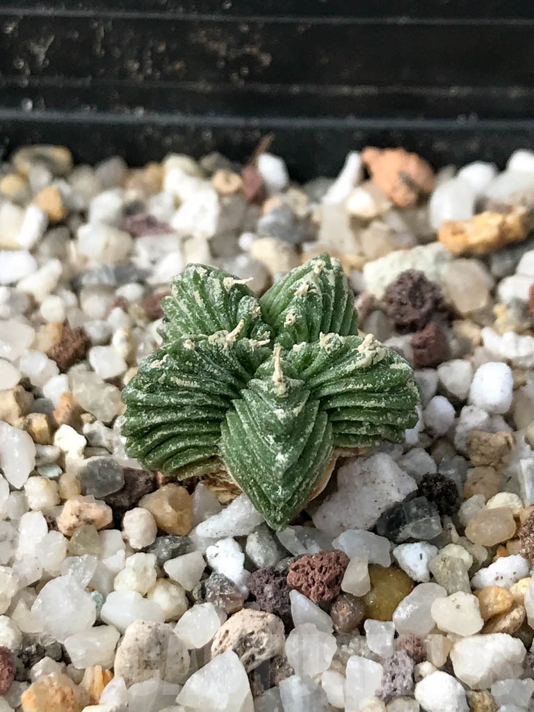 SHPR9004 Aztekium valdezii, own roots - immagine 2