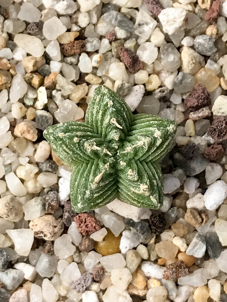 SHPR9004 Aztekium valdezii, own roots