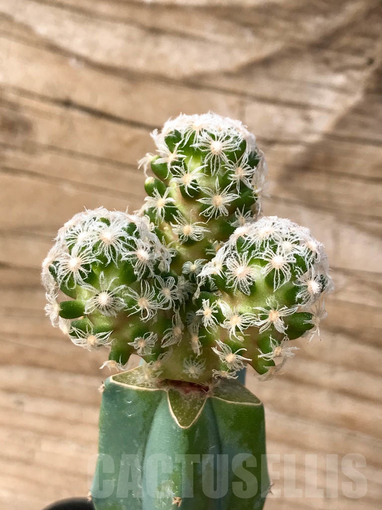 SHPR9005 Mammillaria theresae, grafted