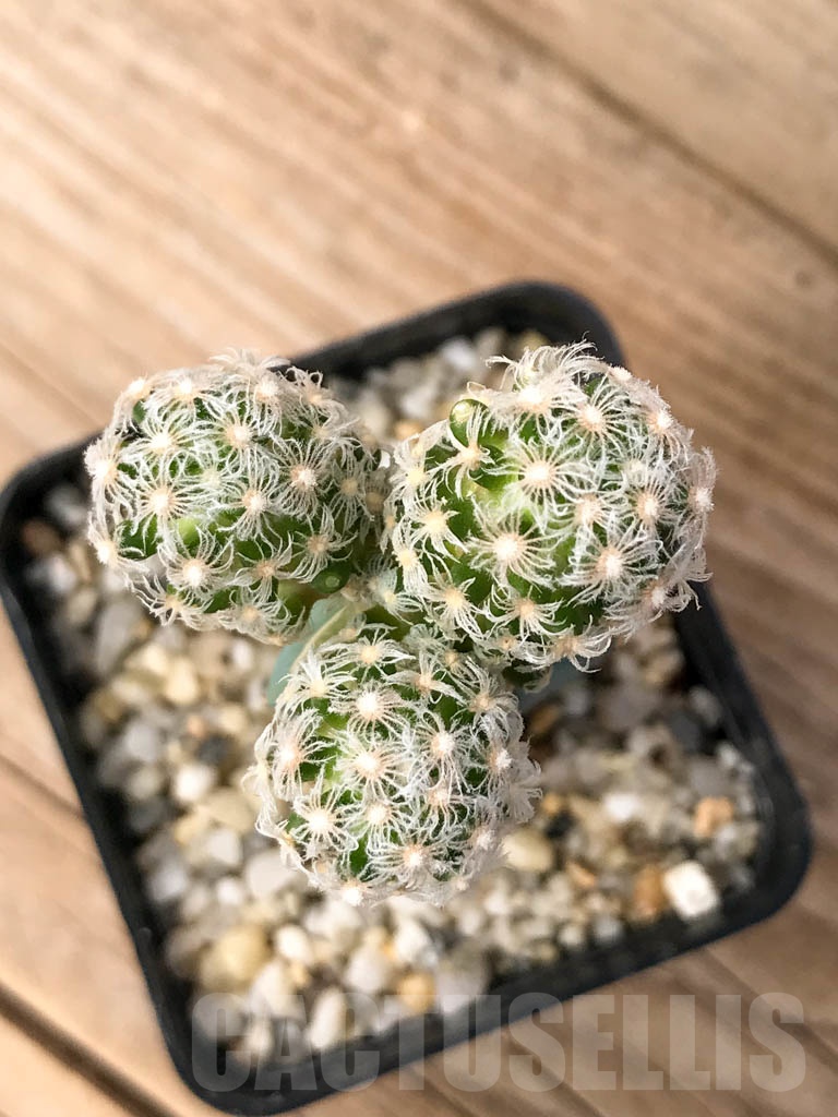 SHPR9005 Mammillaria theresae, grafted - immagine 3