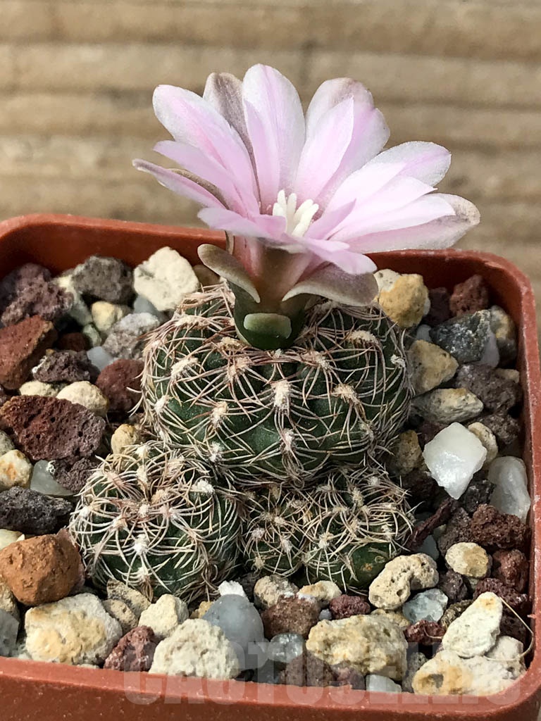 SHPR9010 Gymnocalycium bruchii