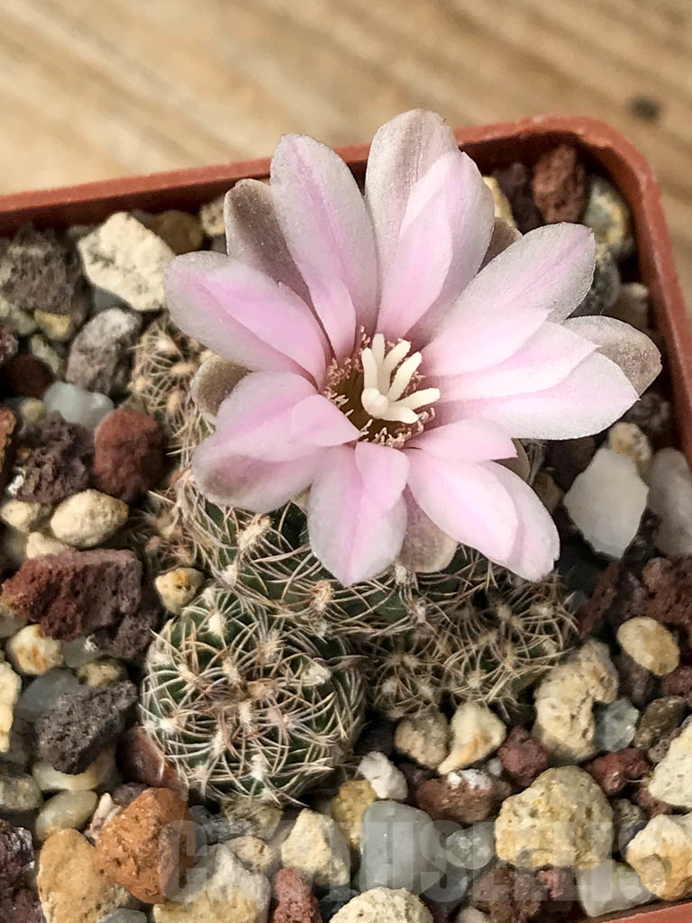 SHPR9010 Gymnocalycium bruchii - Зображення 3