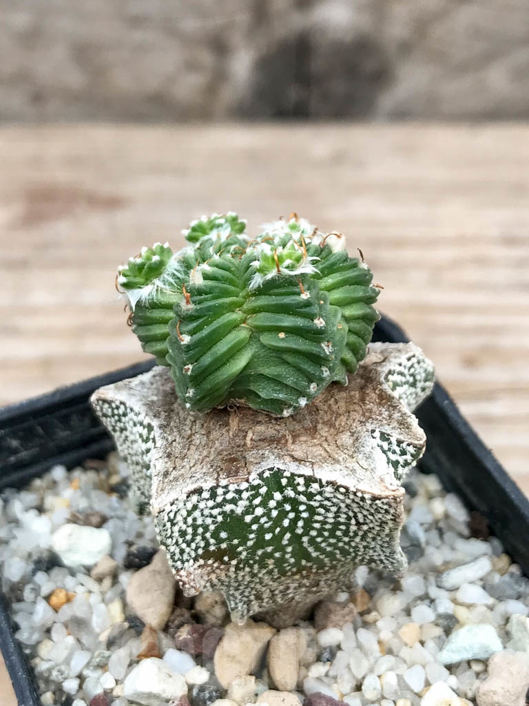 SHPR9013 Aztekium valdezii