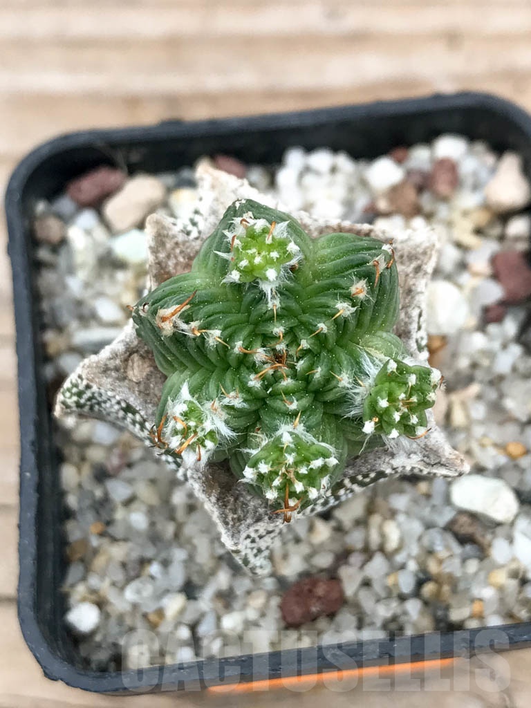 SHPR9013 Aztekium valdezii – Image 3
