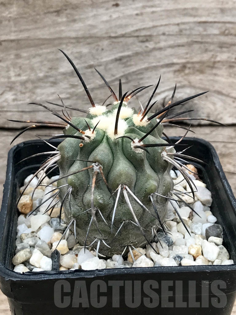 SHPR9015 Copiapoa dealbata