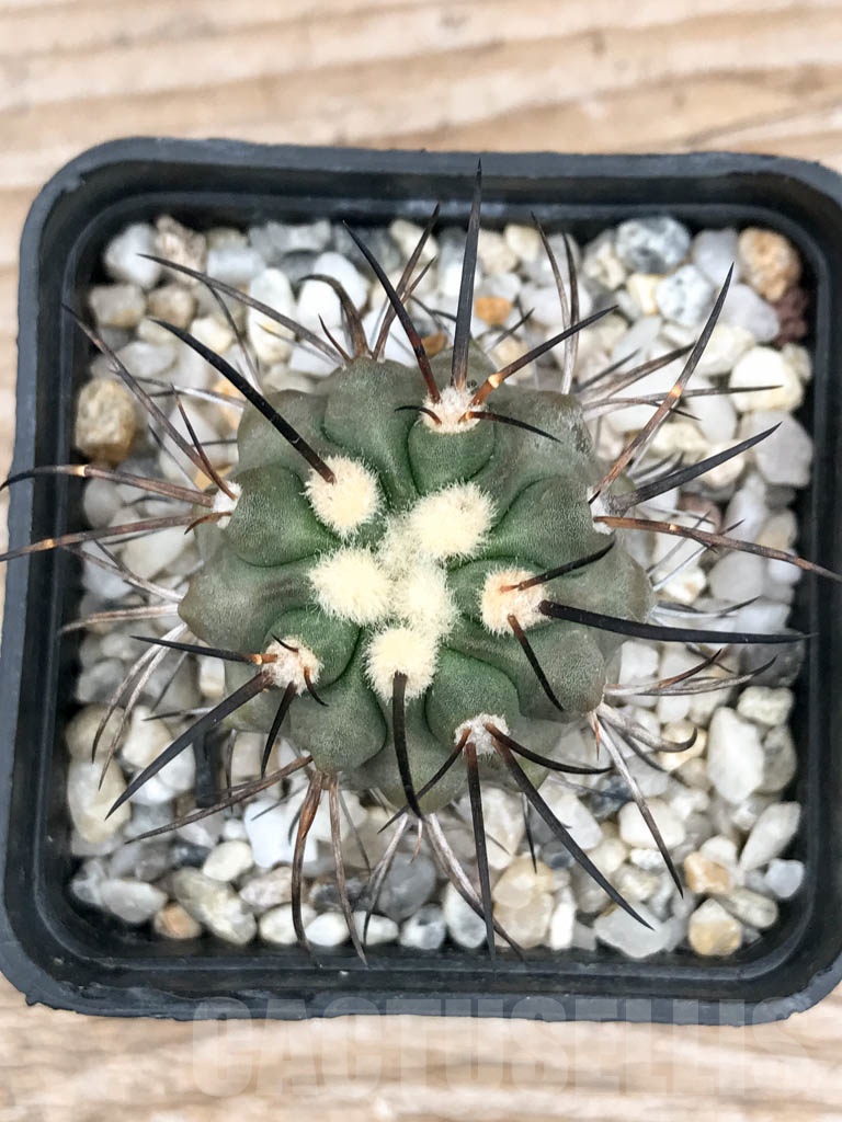 SHPR9015 Copiapoa dealbata - Image 3