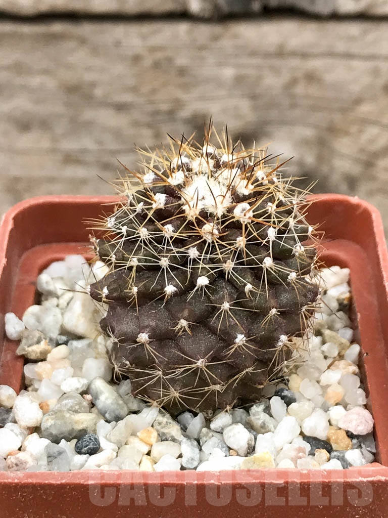SHPR9016 Copiapoa maritima KK 1709, Chile, Paposo