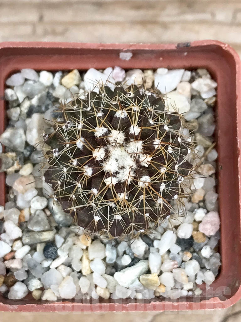 SHPR9016 Copiapoa maritima KK 1709, Chile, Paposo – Image 3