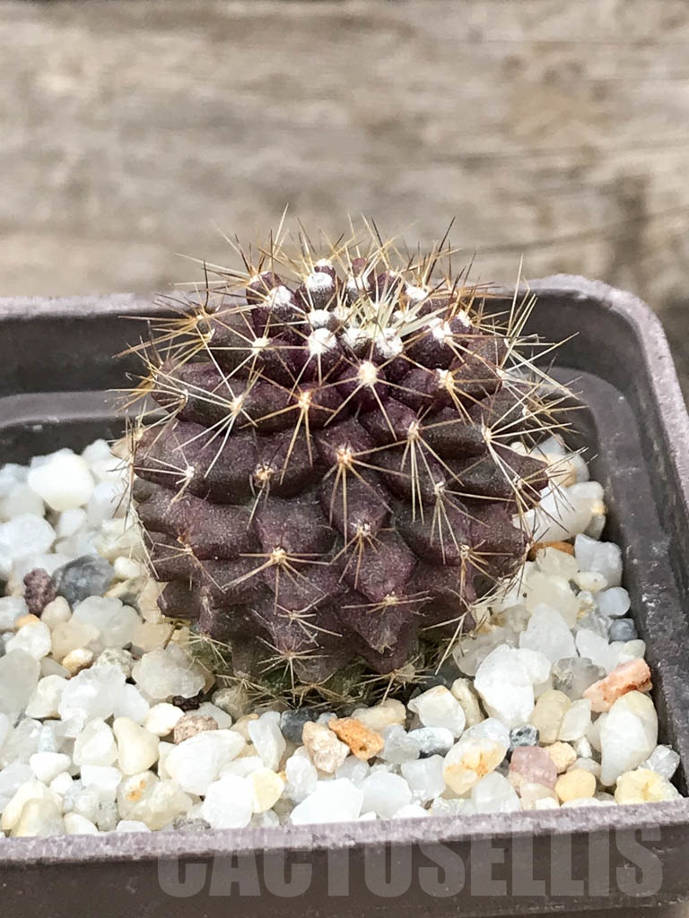 SHPR9017 Copiapoa maritima KK 1709, Chile, Paposo