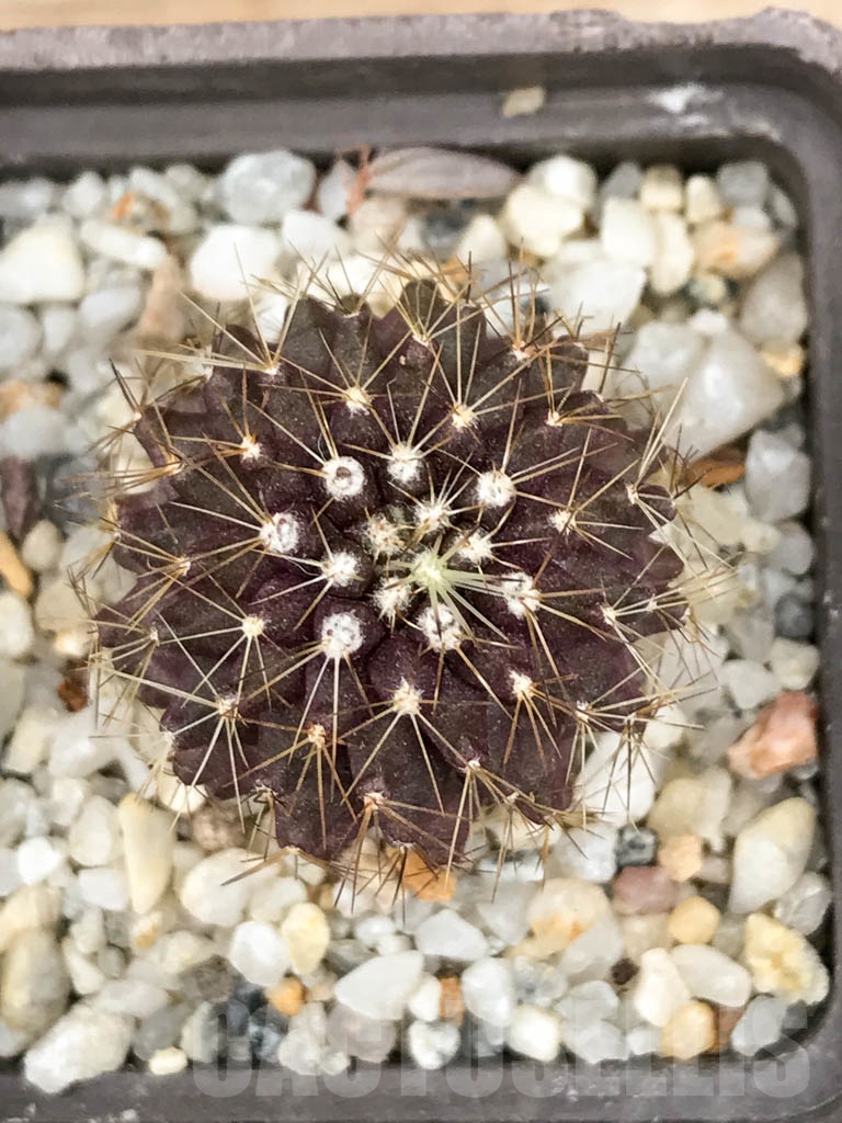 SHPR9017 Copiapoa maritima KK 1709, Chile, Paposo - Image 3