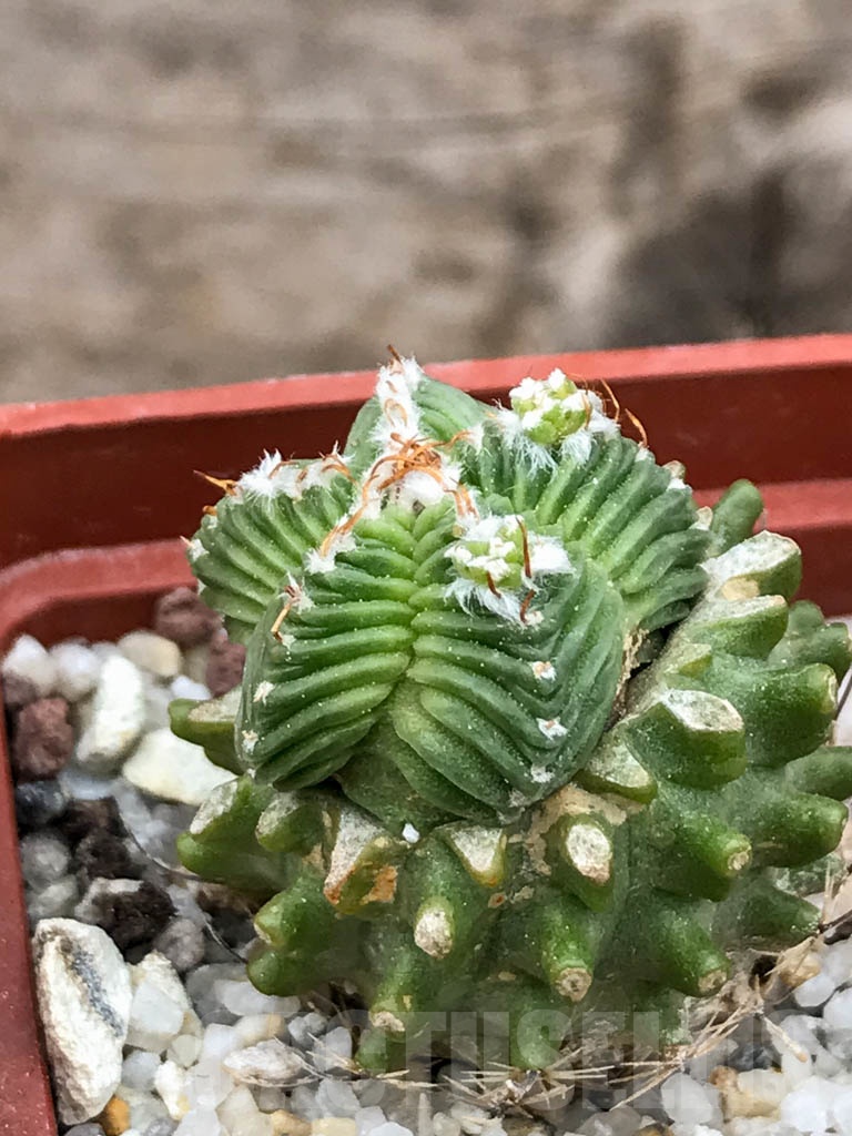 SHPR9018 Aztekium valdezii