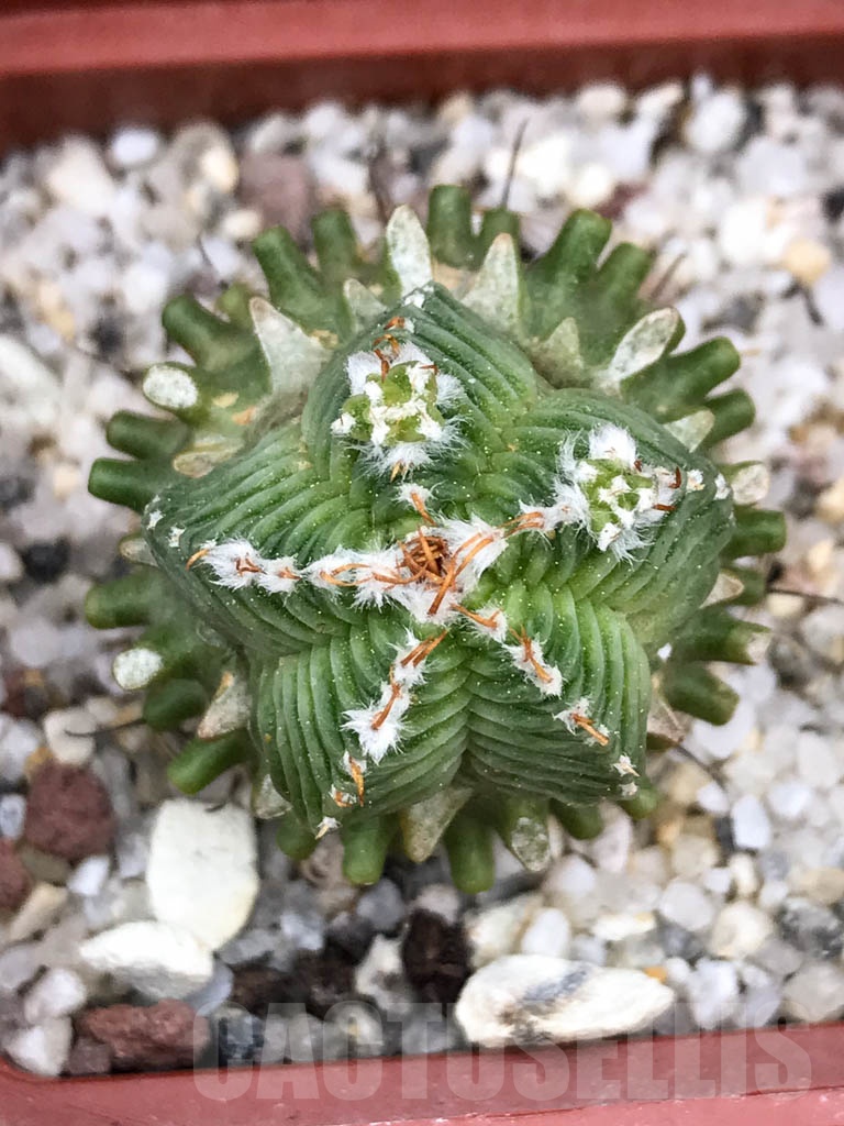 SHPR9018 Aztekium valdezii - Image 3