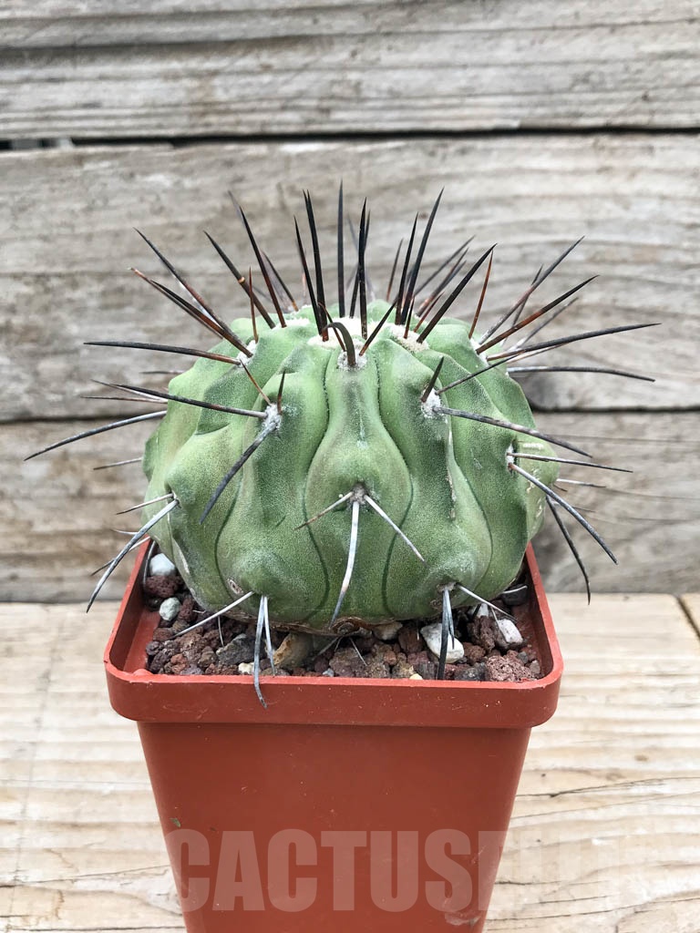 SHPR9020 Copiapoa dealbata AW 84, Chile - Зображення 2