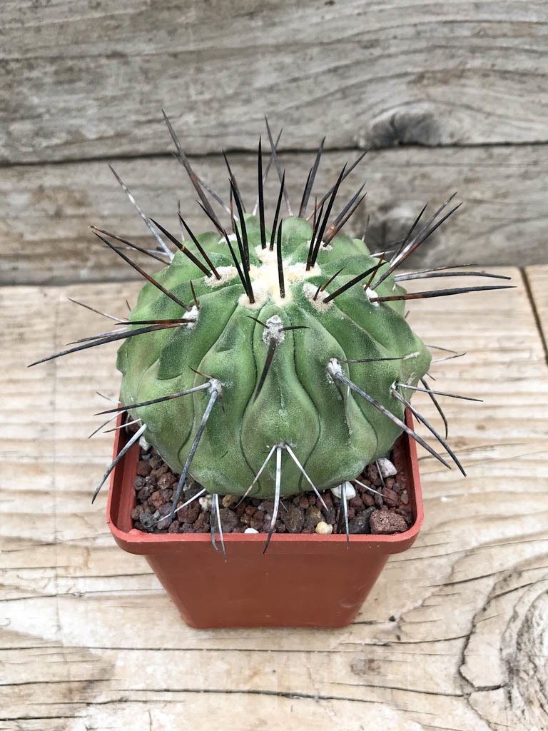 SHPR9020 Copiapoa dealbata AW 84, Chile