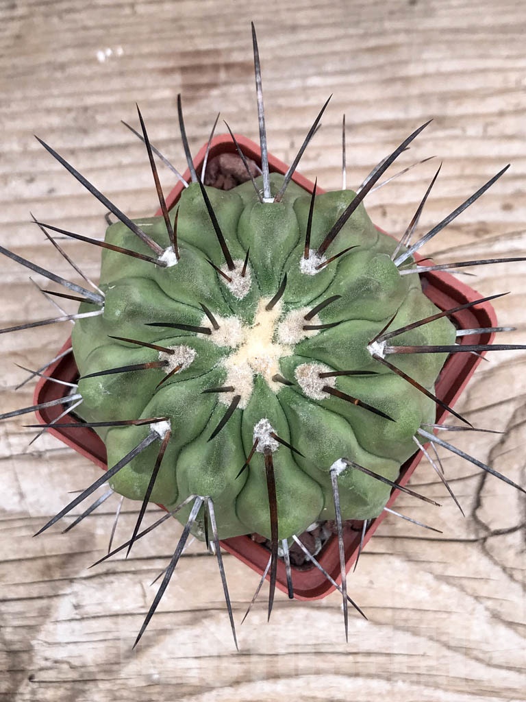 SHPR9020 Copiapoa dealbata AW 84, Chile - Зображення 4
