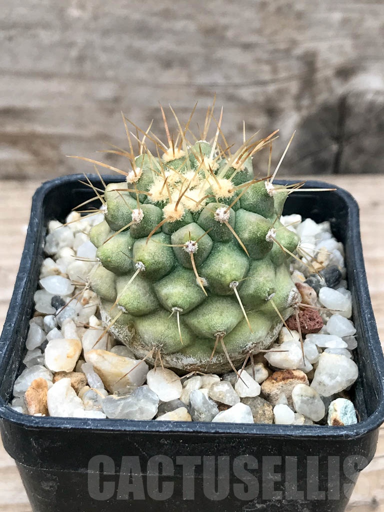 SHPR9021 Copiapoa haseltoniana