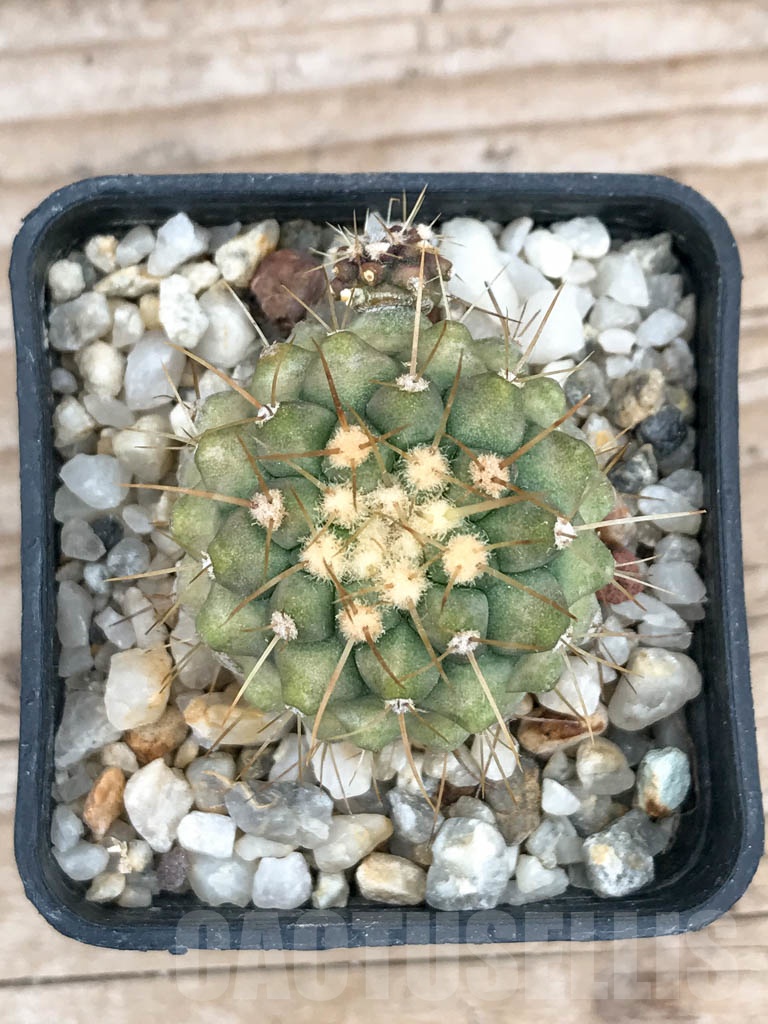 SHPR9021 Copiapoa haseltoniana - Image 3
