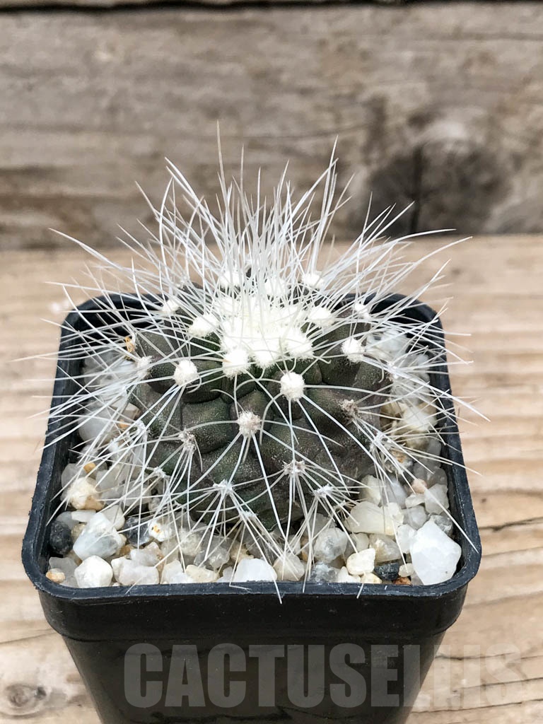 SHPR9022 Copiapoa krainziana
