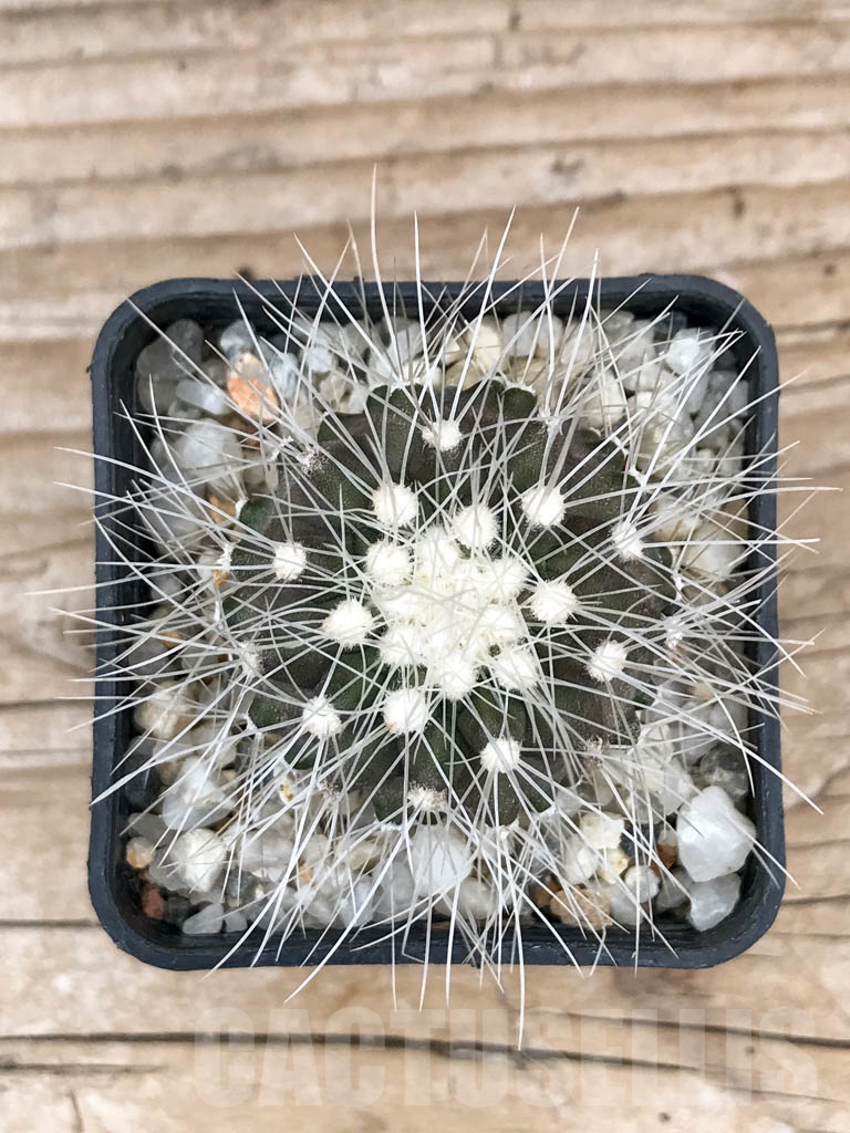 SHPR9022 Copiapoa krainziana - Obrázek 3