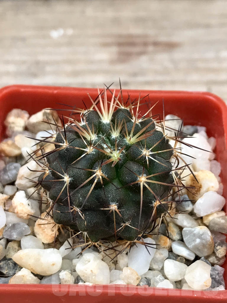 SHPR9024 Copiapoa pseudocoquimbana FK 83-77